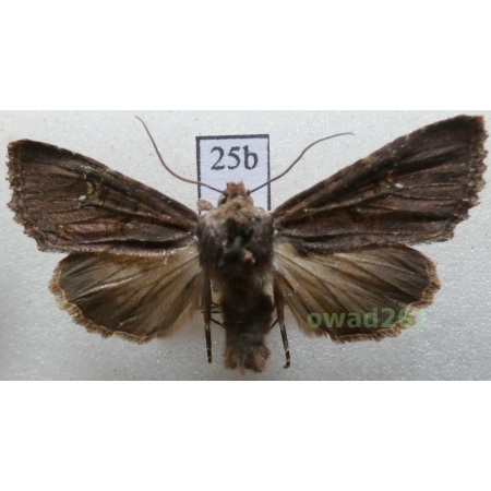 Mesapamea secalis (Linnaeus, 1758) Czech25b